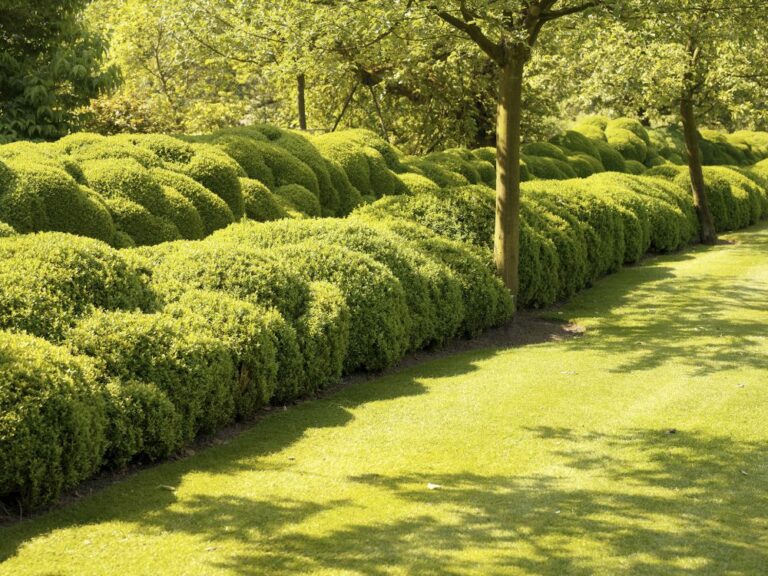 Hoe moet het nu verder met Buxus? - Herplant