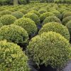 Buxus sempervirens boule cultivé en pot - 80o-fr - c60-fr