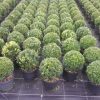 Buxus sempervirens boule cultivé en pot - 20o-fr-2 - c3-fr