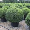 Buxus sempervirens boule cultivé en pot - 110o-fr - c170-fr