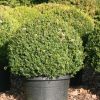 Buxus sempervirens boule cultivé en pot - 130o-fr - c170-fr