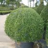 Buxus sempervirens boule cultivé en pot - 140o-fr - c170-fr