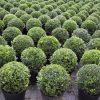 Buxus sempervirens boule cultivé en pot - 35o-fr - c10-fr