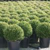 Buxus sempervirens boule cultivé en pot - 40o-fr - c12-fr