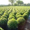 Buxus sempervirens boule cultivé en pot - 45o-fr - c15-fr