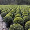 Buxus sempervirens boule cultivé en pot - 55o-fr - c25-fr
