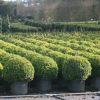 Buxus sempervirens boule cultivé en pot - 60o-fr - c25-fr