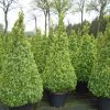 Buxus sempervirens cône cultivé en pot - 160-170-fr - c100-fr