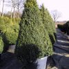 Buxus sempervirens cône cultivé en pot - 190-200-fr - c170-fr