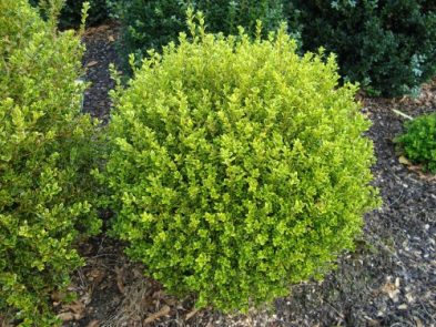 Buxus microphylla Golden Dream bol potgekweekt - Herplant