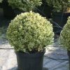 Buxus sempervirens Elegantissima bol potgekweekt - 30o - c7-5