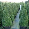 Buxus sempervirens cône cultivé en pot - 110-120-fr - c45-fr