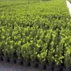 Buxus sempervirens arbuste cultivé en pot - 20-25-fr - p10-5-fr