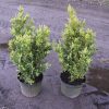 Buxus sempervirens arbuste cultivé en pot - 50-60-fr - c5-fr