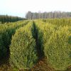 Buxus sempervirens wide shrub with rootball - 80-100-en - 80-en - rootball