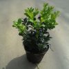 Buxus sempervirens arbuste cultivé en pot - 15-20-fr - p9r-fr