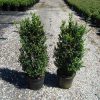 Buxus sempervirens arbuste cultivé en pot - 80-100-fr - c12-fr