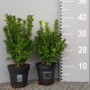 Buxus sempervirens arbuste cultivé en pot - 25-30-fr - p13-fr