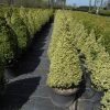 Buxus sempervirens Elegantissima cônes cultivé en pot - 60-70-fr - c20-fr
