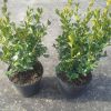 Buxus microphylla Faulkner arbuste cultivé en pot - 20-25-fr - p13-fr