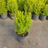 Buxus microphylla Faulkner arbuste cultivé en pot - 30-40-fr - c3-fr