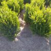 Buxus microphylla Faulkner arbuste en motte - 50-60-fr - en-motte