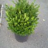 Buxus microphylla Faulkner arbuste cultivé en pot - 40-50-fr - c3-fr