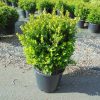 Buxus microphylla Faulkner arbuste cultivé en pot - 50-60-fr - c5-fr