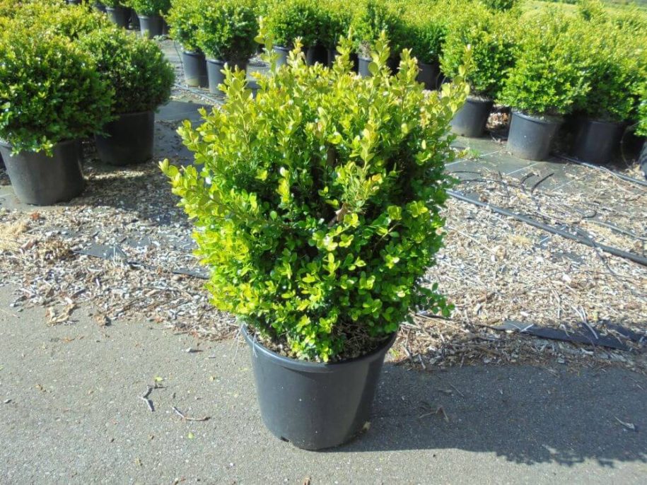 Buxus microphylla Faulkner shrub potgrown - Herplant