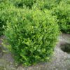 Buxus microphylla Faulkner shrub mit rootball - 60-80-en - rootball