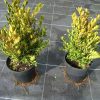 Buxus Green Gem struik arbuste cultivé en pot - 20-30-fr - c1-5-fr