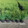 Buxus Green Gem struik arbuste cultivé en pot - 40-50-fr - c5-fr