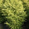 Buxus Green Gem struik arbuste cultivé en pot - 80-100-fr - c12-fr