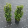Buxus sempervirens arbuste cultivé en pot - 30-40-fr - p17-fr