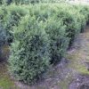 Buxus sempervirens large arbuste en motte - 80-100-fr - 60-fr - en-motte