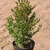 Buxus Green Gem struik arbuste cultivé en pot - 30-40-fr - c3-fr