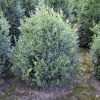 Buxus sempervirens wide shrub with rootball - 80-100-en - 70-en - rootball