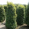 Buxus sempervirens wide shrub with rootball - 100-120-en - 60-en - rootball