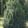 Buxus sempervirens wide shrub with rootball - 100-120-en - 80-en - rootball