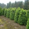 Buxus sempervirens wide shrub with rootball - 120-140-en - 70-en - rootball