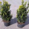 Buxus sempervirens arbuste cultivé en pot - 40-50-fr - c3-fr