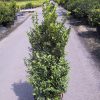 Buxus sempervirens shrub potgrown - 60-80-en - c7-5-en