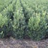 Buxus sempervirens wide shrub with rootball - 50-60-en - 40-en - rootball