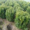 Buxus sempervirens large arbuste en motte - 60-70-fr - 50-fr - en-motte