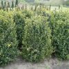 Buxus sempervirens wide shrub with rootball - 80-100-en - 50-en - rootball