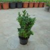 Buxus sempervirens Blauer Heinz arbuste cultivé en pot - 10-15-fr - p9r-fr
