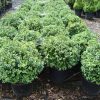 Buxus sempervirens Blauer Heinz arbuste cultivé en pot - 50-60-fr - c15-fr