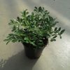 Buxus microphylla Rococo struik potgekweekt - 10-15 - p9r