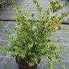 Buxus microphylla var. japonica shrub potgrown - 40-50-en - c3-en