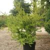 Buxus microphylla var. japonica shrub potgrown - 80-100-en - c20-en